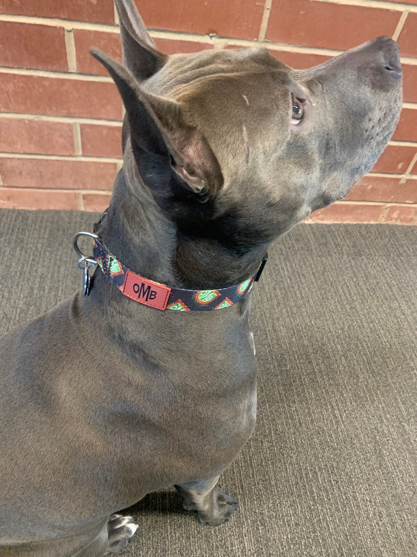 OMB Dog Collar